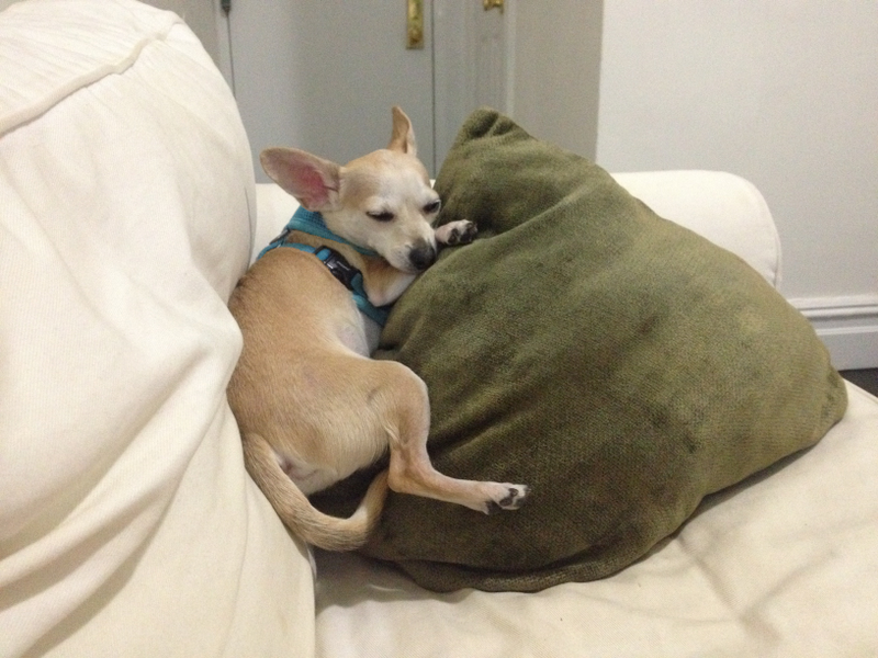 Illustration for article titled WHO DISTURBS MY SLUMBER?!?!?